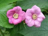 Rubus odoratus