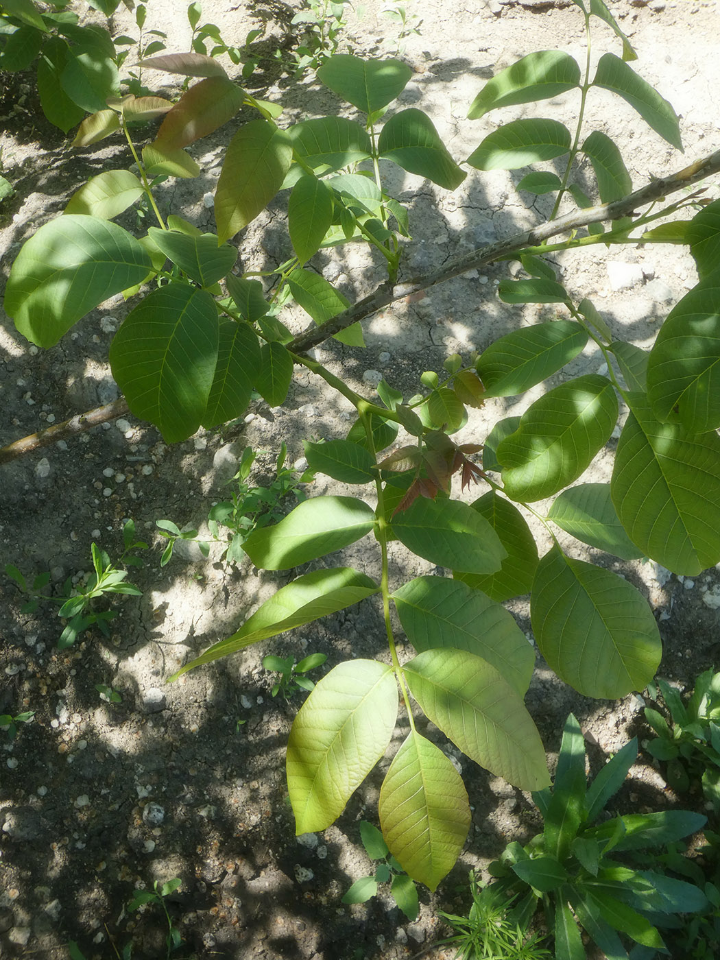 Изображение особи Juglans regia.