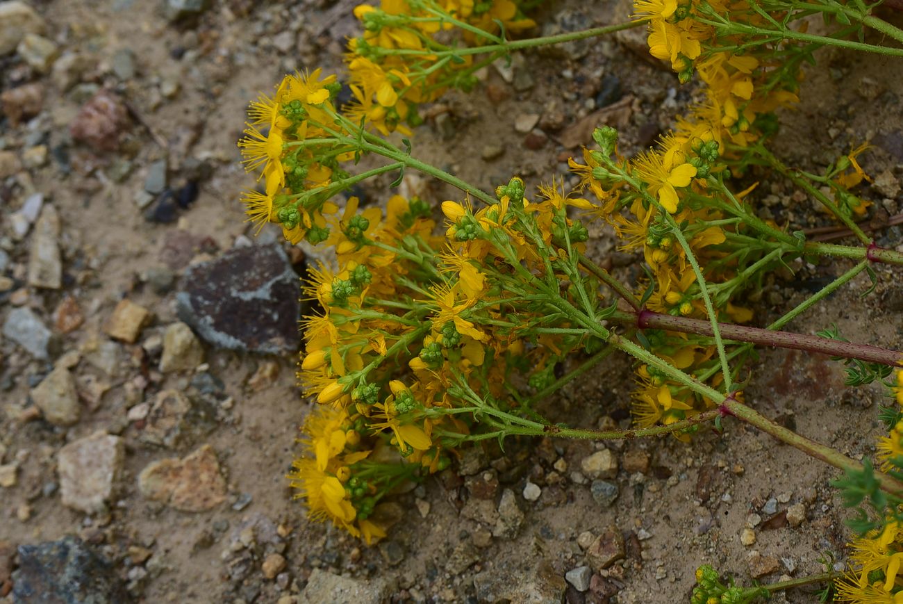 Image of Hypericum scabrum specimen.