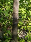 Asimina triloba. Ствол. Волгоград, Красноармейский р-н, дендрарий. 23.10.2026.