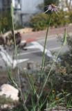 Tragopogon porrifolius subspecies longirostris. Верхушка цветущего растения. Израиль, г. Кармиэль, газон. 15.02.2011.