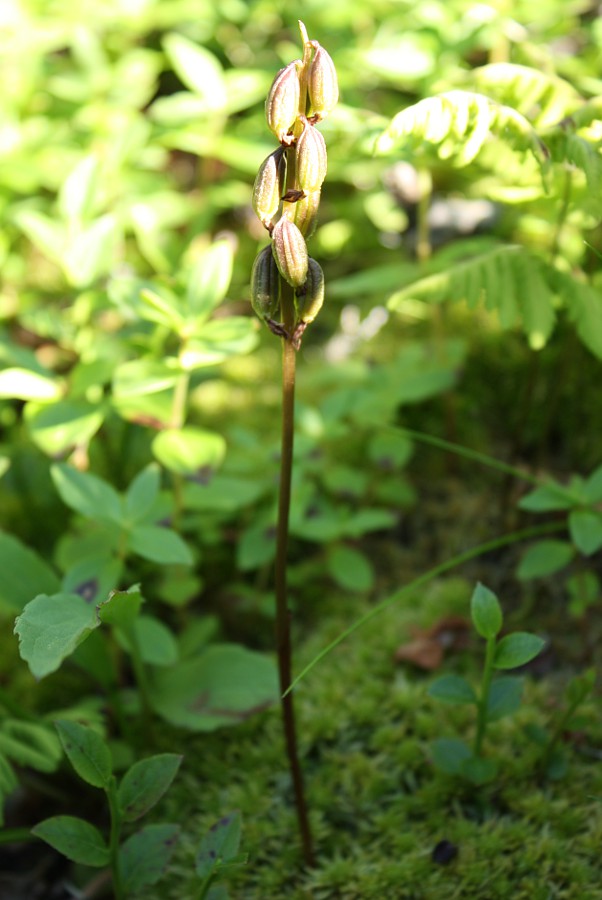 Изображение особи Corallorhiza trifida.