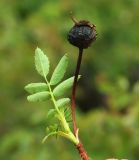 Rosa spinosissima. Побег с прошлогодним плодом (диаметр плода менее 1 см). Казахстан, Карагандинская обл., мелкосопочник. 14.05.2011.