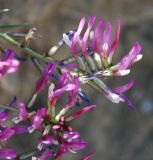 Astragalus suprapilosus. Cоцветия. Южный Берег Крыма, гора Меганом. 07.05.2011.