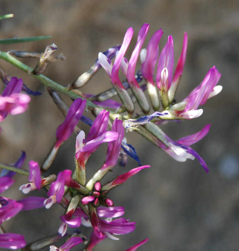 Изображение особи Astragalus suprapilosus.