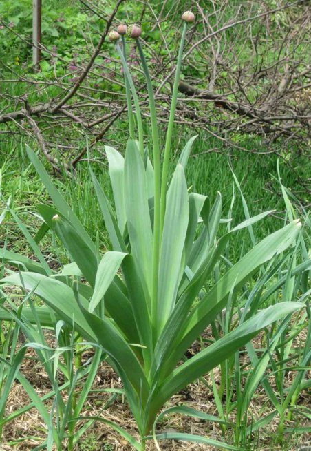 Image of Allium stipitatum specimen.