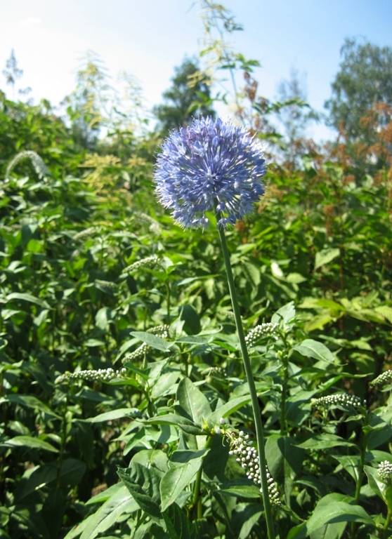 Image of Allium caeruleum specimen.