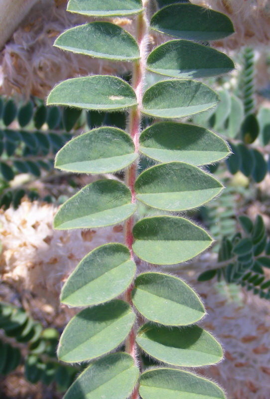 Изображение особи Astragalus alopecias.