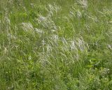 genus Stipa