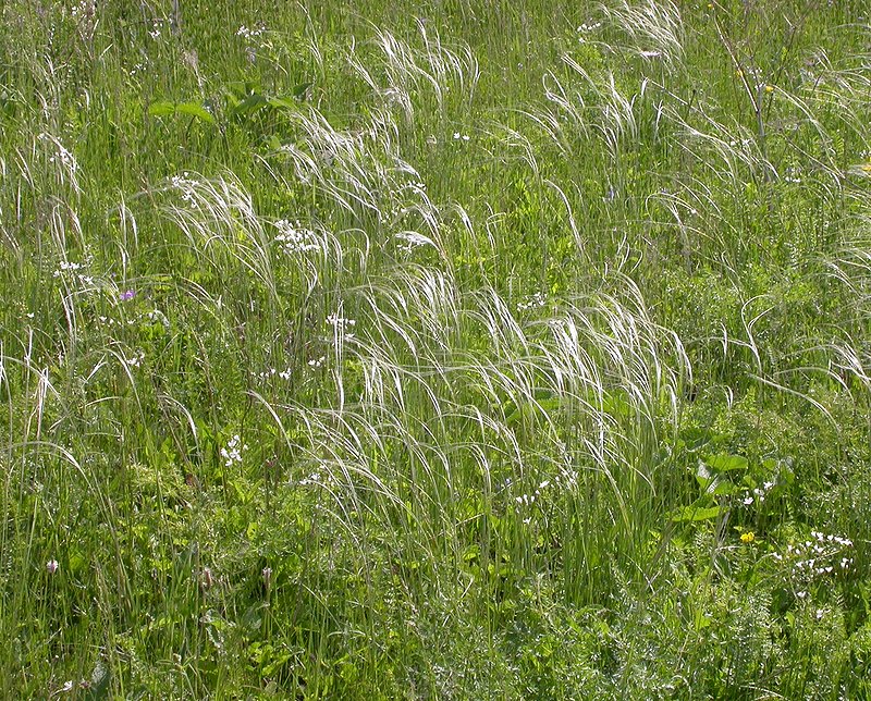 Изображение особи род Stipa.