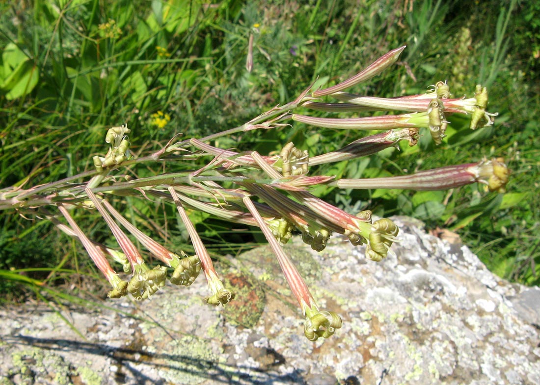 Изображение особи Silene bupleuroides.