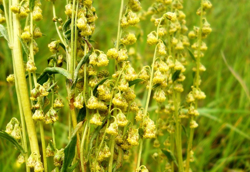 Image of Artemisia laciniata specimen.