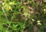 Carex disperma. Общее соплодие. Архангельская обл., Вельский р-н, окр. пос. Усть-Шоноша, заболоченный лес. 25.07.2011.