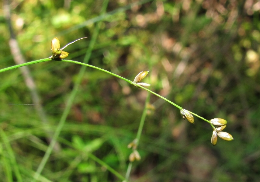 Image of Carex disperma specimen.