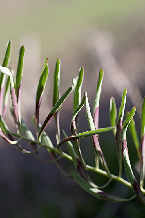 Изображение особи Bongardia chrysogonum.