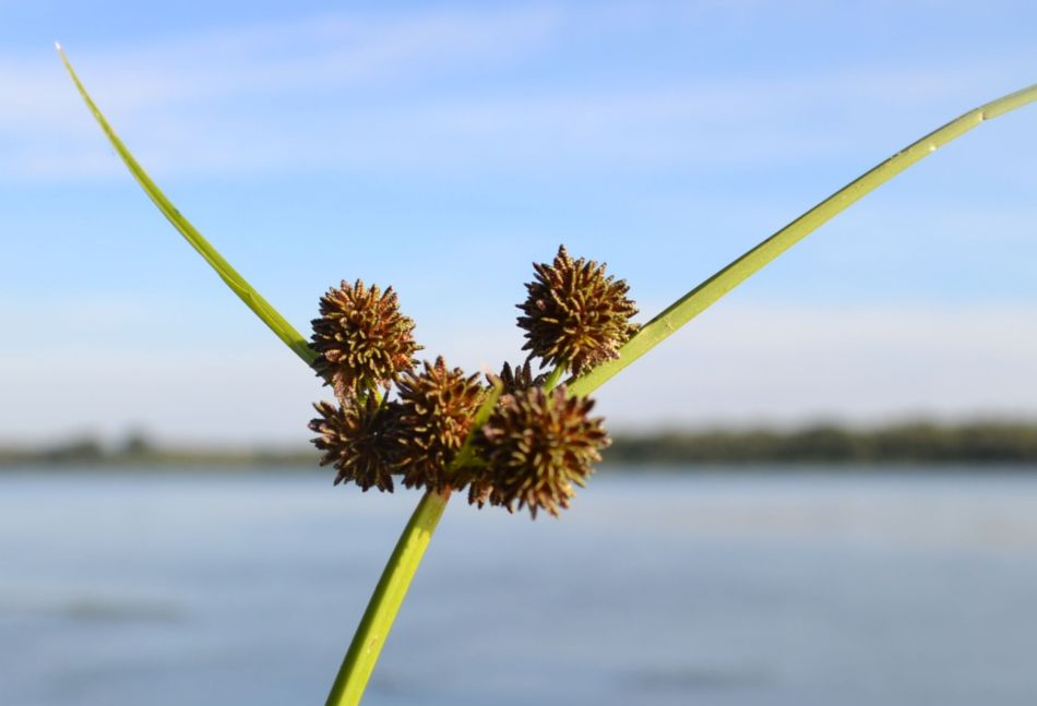 Image of Cyperus difformis specimen.