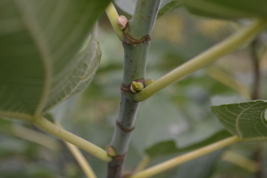 Изображение особи Ficus carica.