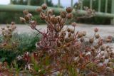 Potentilla tergemina