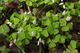 Oxalis acetosella. Цветущие растения в подлеске смешанного леса. Московская обл., Раменский р-н, Хрипань. 13.05.2007.