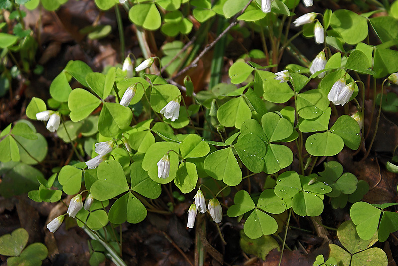 Изображение особи Oxalis acetosella.