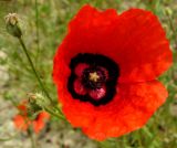 Papaver pavoninum. Цветок и завязи. Копетдаг, Чули. Май 2011 г.