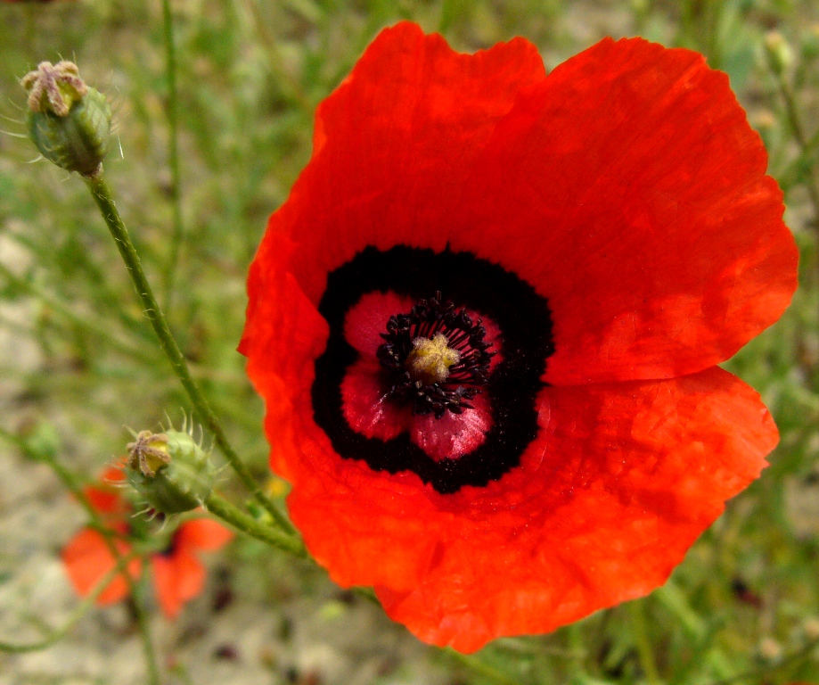 Изображение особи Papaver pavoninum.
