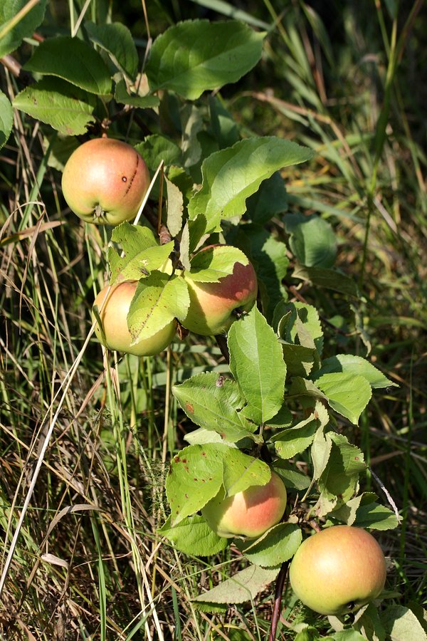 Изображение особи Malus domestica.