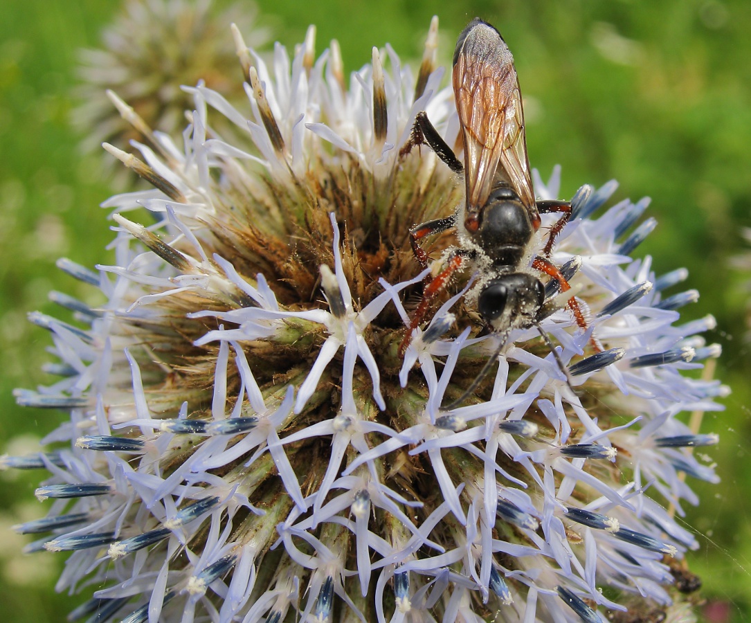 Изображение особи Echinops sphaerocephalus.