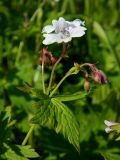 Geranium krylovii. Верхушка цветущего растения. Полярный Урал, долина Левого Кечпеля. 21.07.2011.