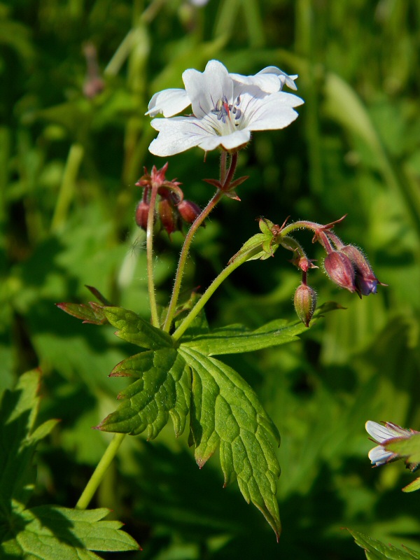 Image of Geranium krylovii specimen.