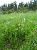 Silene saxatilis