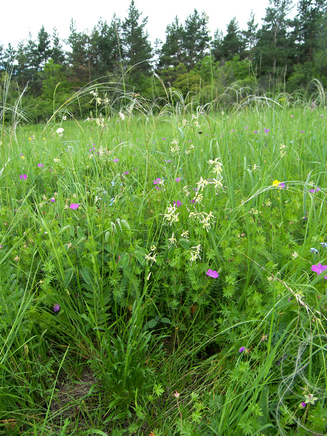 Изображение особи Silene saxatilis.