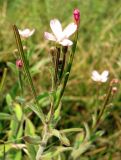 Epilobium parviflorum