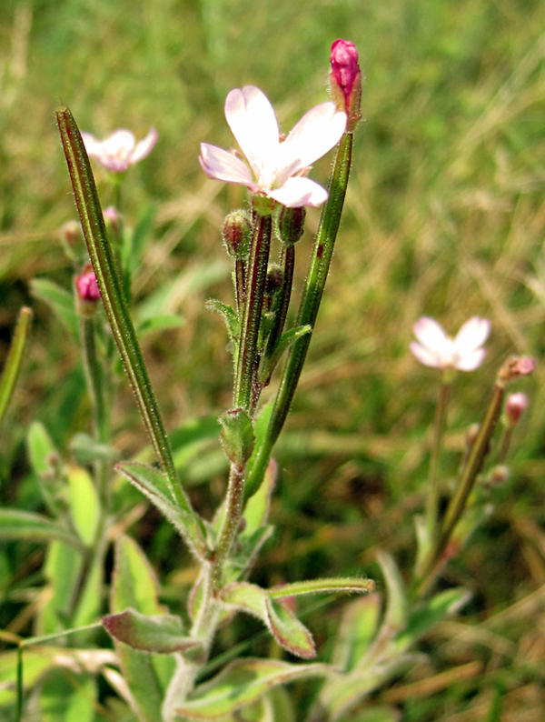 Image of Epilobium parviflorum specimen.