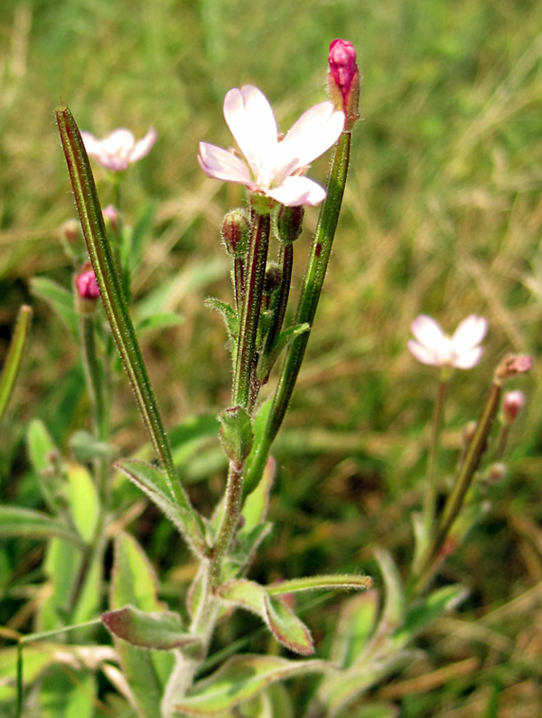 Изображение особи Epilobium parviflorum.