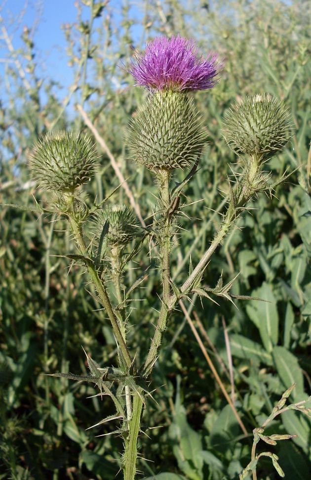 Изображение особи Cirsium vulgare.