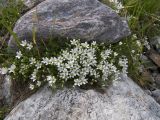 Minuartia imbricata