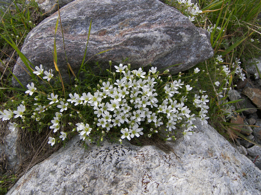 Image of Minuartia imbricata specimen.