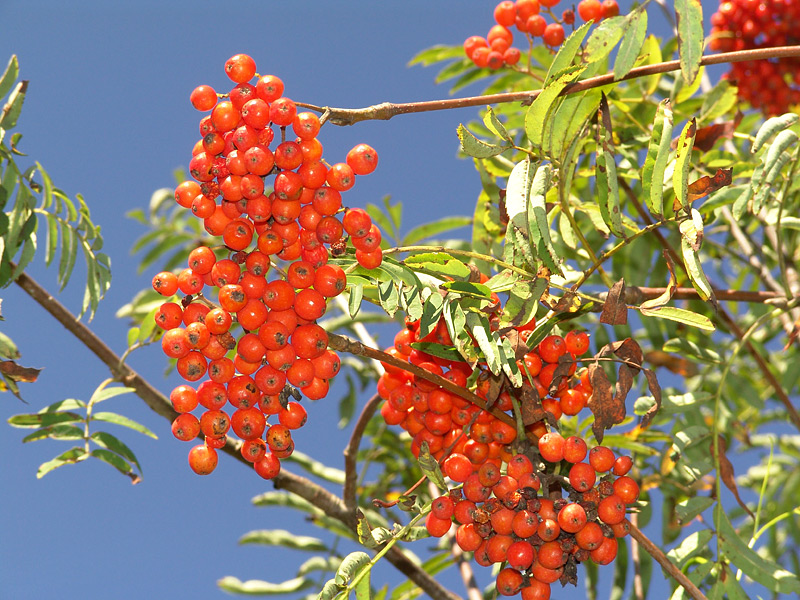 Image of Sorbus aucuparia specimen.