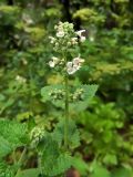Nepeta cataria