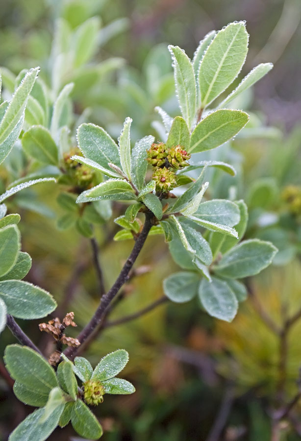 Image of Myrica tomentosa specimen.