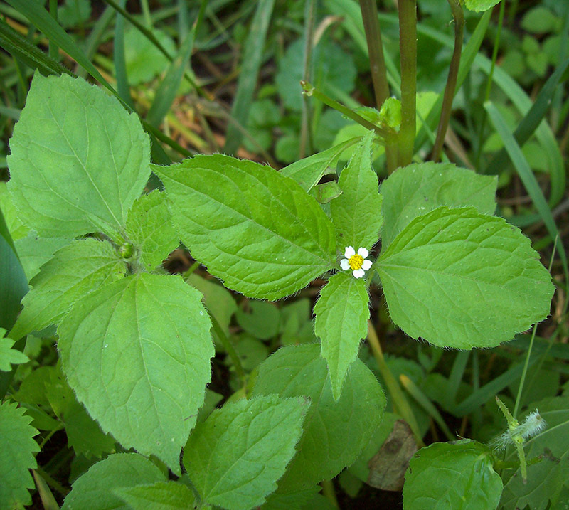 Image of Galinsoga quadriradiata specimen.
