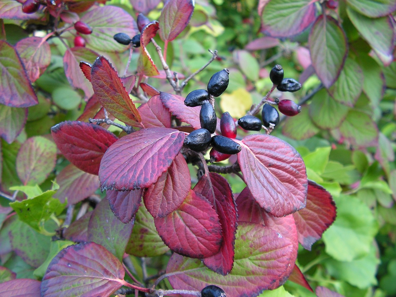 Image of Viburnum burejaeticum specimen.