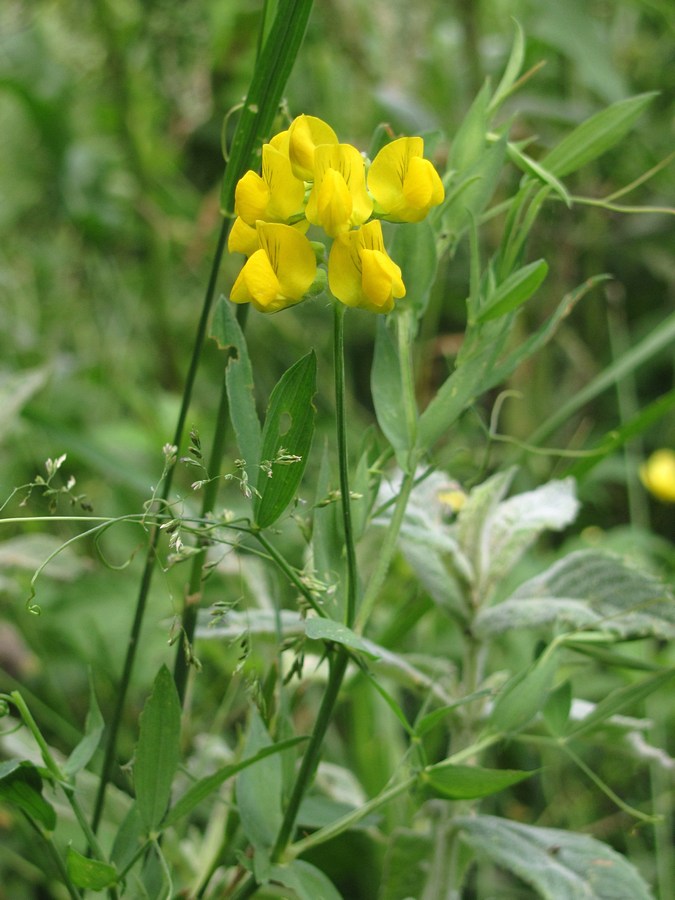 Изображение особи Lathyrus pratensis.