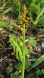 Botrychium lunaria. Спороносящее растение. Крым, Долгоруковская яйла. 3 июня 2012 г.