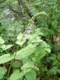 Scutellaria altissima