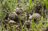 Orostachys spinosa. Растения в степи. Хакасия, вершина холма в долине Чёрная речка. 30 июня 2009 г.