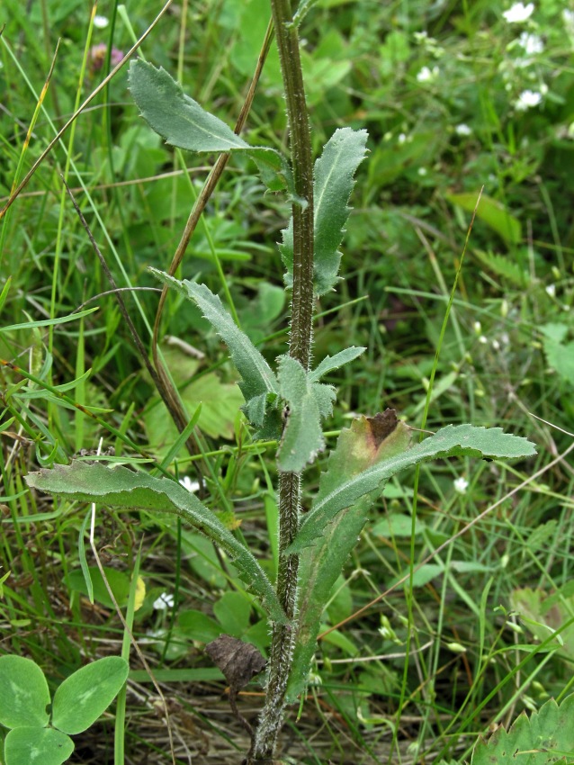 Image of Leucanthemum ircutianum specimen.