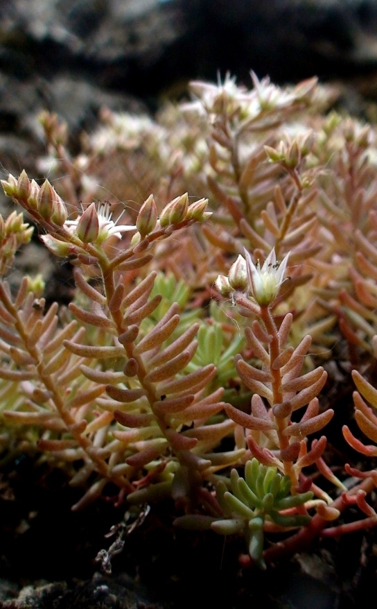 Изображение особи Sedum pallidum.