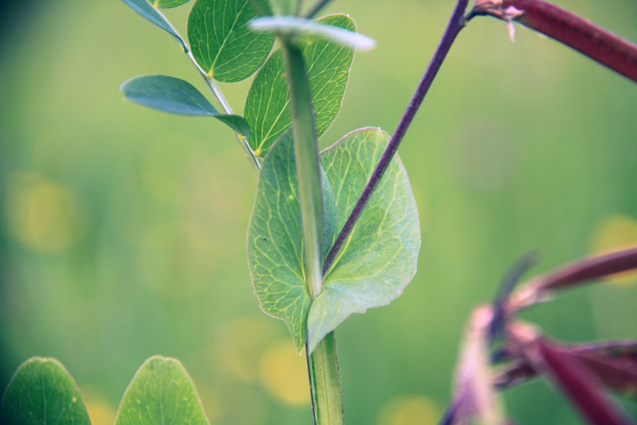 Изображение особи Lathyrus pisiformis.